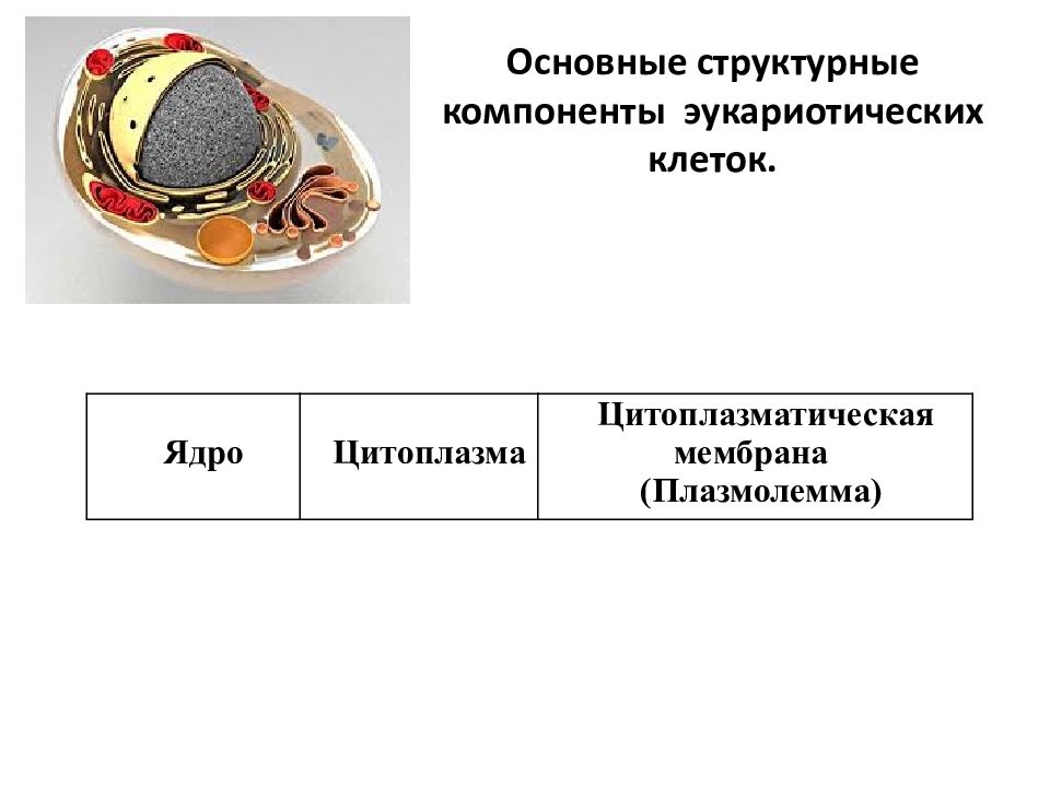 Компоненты клетки. Основные компоненты эукариотической клетки их строение и функции. Основные компоненты эукариотической клетки. Их строение и роль.. Основные структурные компоненты эукариотических клеток. Основные компоненты эукариотной клетки.