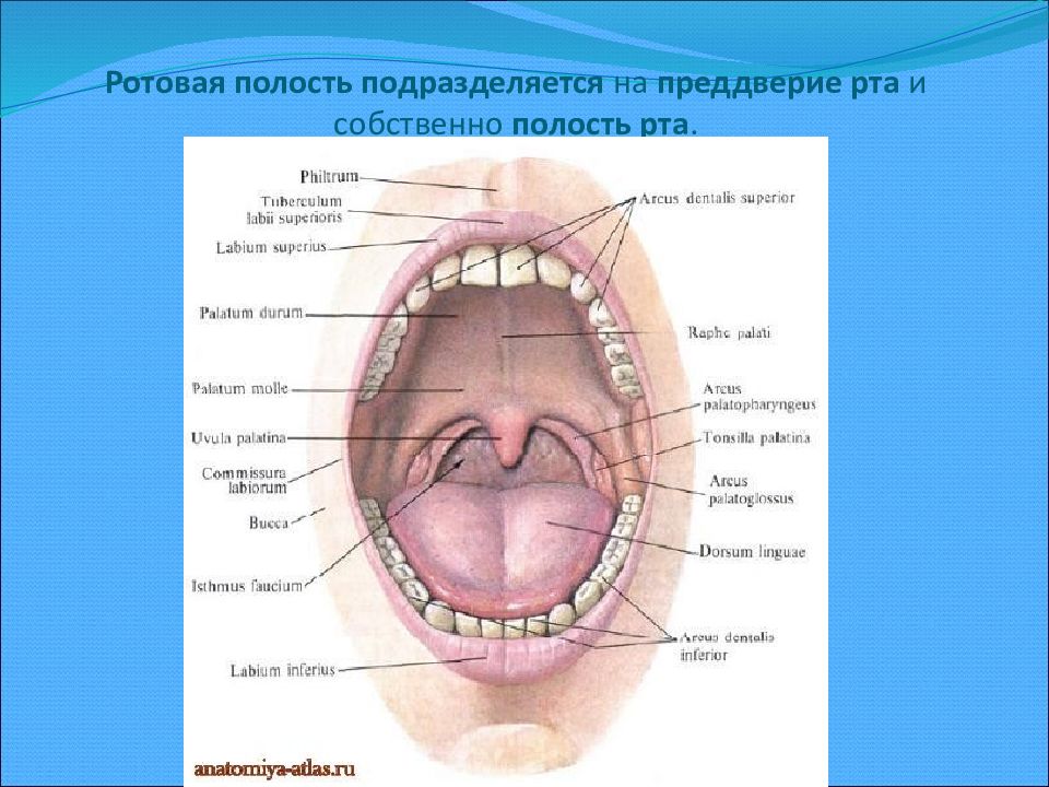 Полость рта презентация