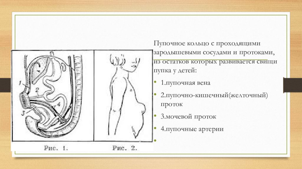 Строение пуповины. Пупочно кишечный проток.