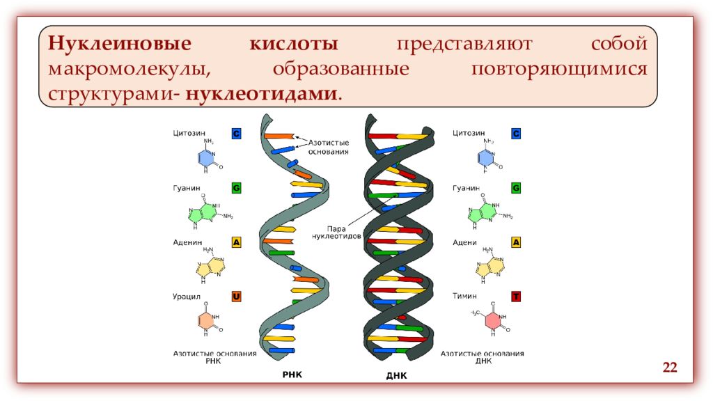 Виды молекул нуклеиновой кислоты днк. Схема строения нуклеотида ДНК И РНК. Нуклеиновые кислоты ДНК И РНК. Схема строения нуклеиновых кислот. Строение и функции нуклеиновых кислот ДНК И РНК.