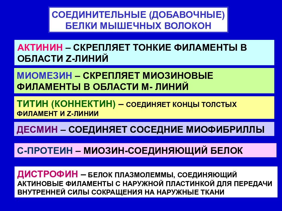 Мышечные белки. Белки мышечных волокон. Характеристика белков мышечной ткани. Соединительные добавочные белки мышечных волокон. Белки мышечной ткани таблица.