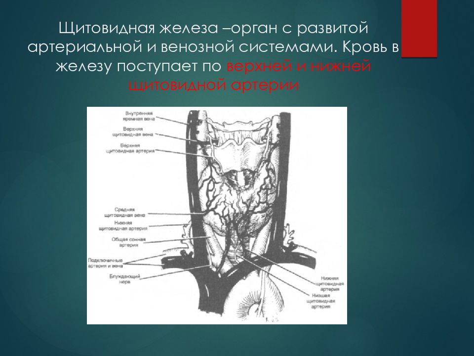 Артерии щитовидной железы. Щитовидная железа орган. Верхняя щитовидная артерия отходит. Вены щитовидной железы. Ветви верхней щитовидной артерии.