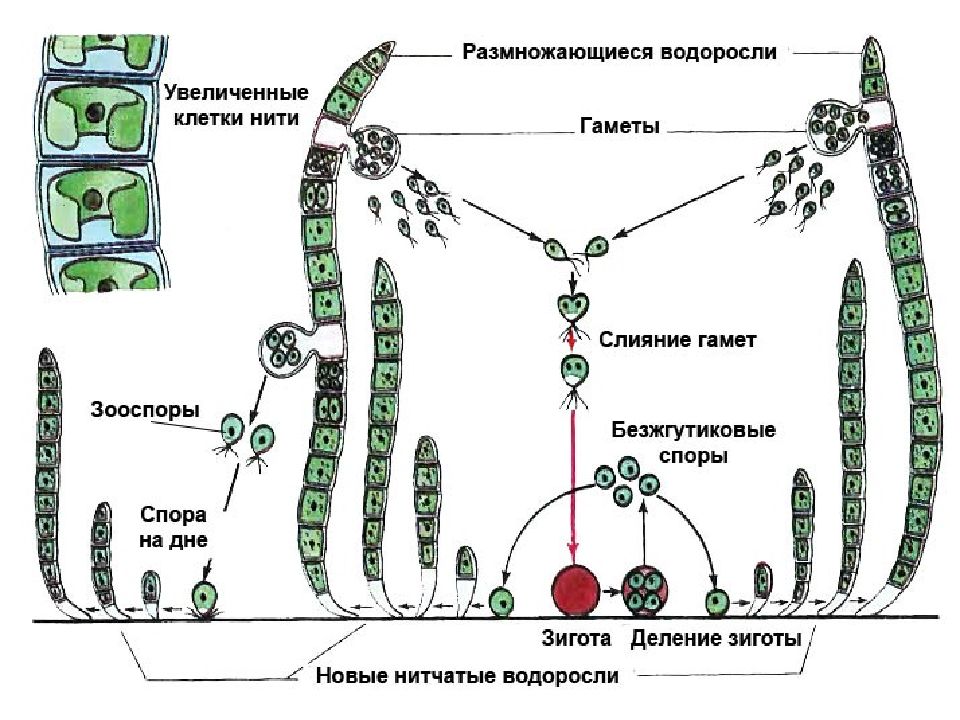 Развитие водорослей схема