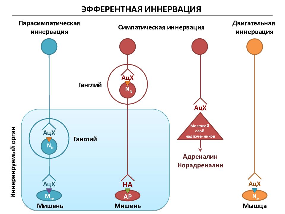 Схема эфферентной иннервации