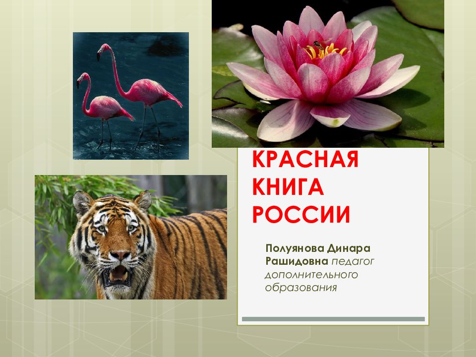КРАСНАЯ КНИГА РОССИИ