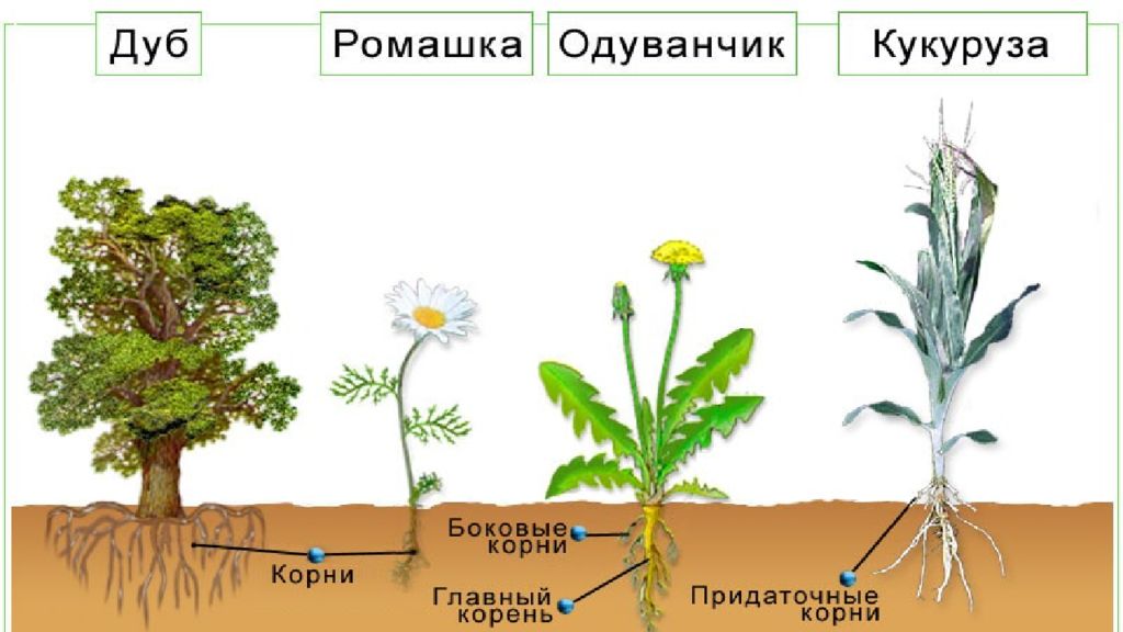 Корневая система цветковых растений. Ромашка Тип корневой системы. Корни растений. Корневище у различных растений. Корневая система цветка.