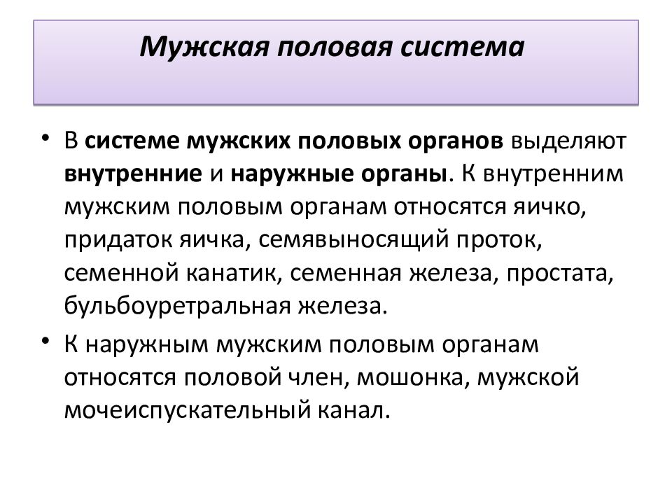 Мужской полово