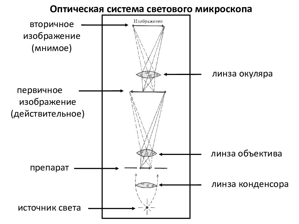 Оптическая схема микроскопа