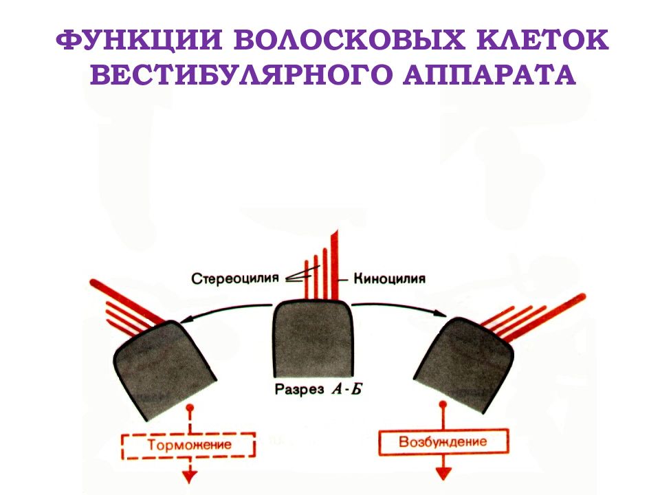 Рассмотрите на рисунке 88 устройство вестибулярного аппарата и разъясните какое значение имеет ст