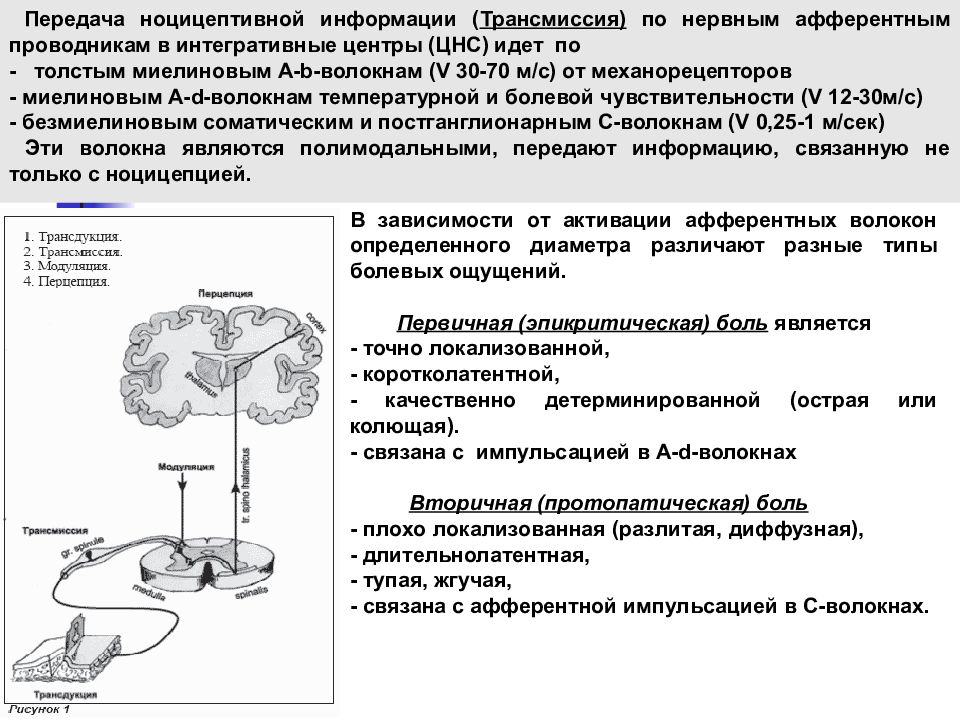 Схему структурной организации восприятия первичной локализованной боли эпикритической