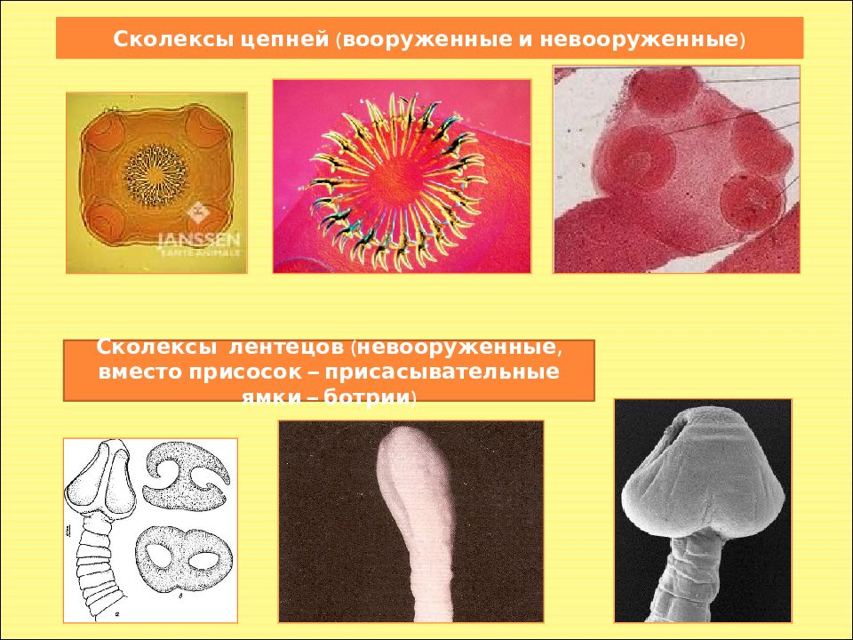 Сколексы цестод. Сколекс невооруженного цепня. Сколекс с присосками и крючьями. Сколексы ленточных червей.