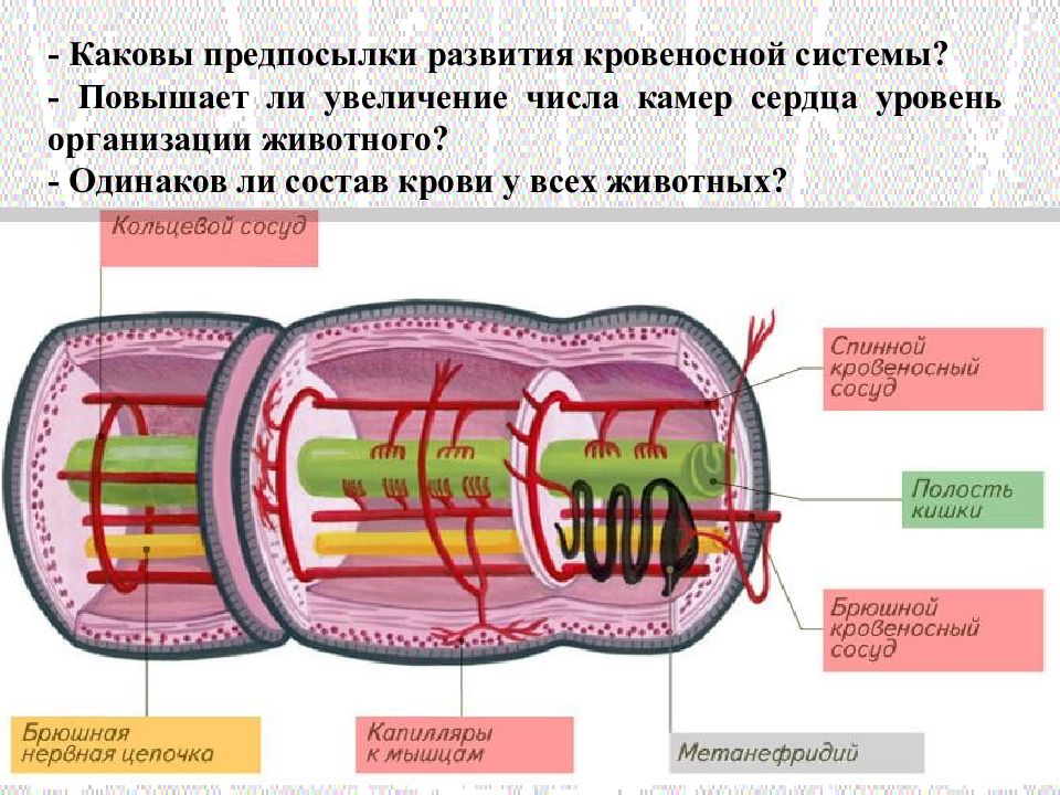 Полость тела кольчатых червей. Дождевой червь вторичная полость тела. Вторичная полость дождевого червя. Полость тела дождевого червя. Сегменты дождевого червя.