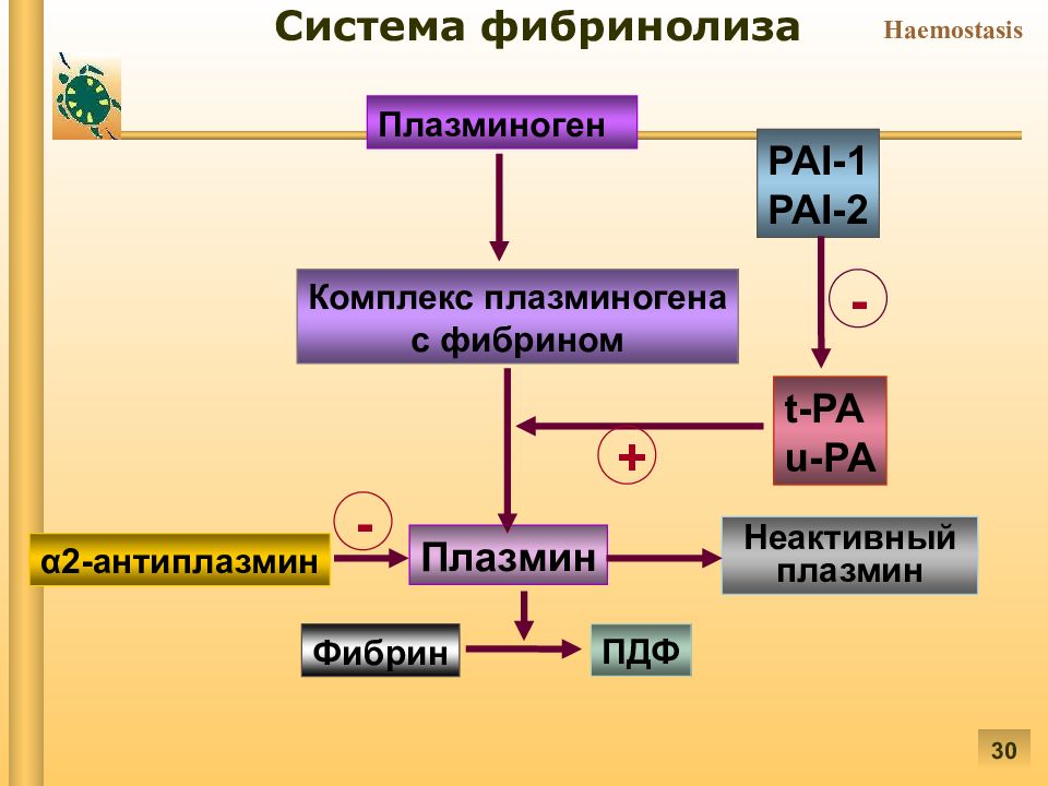 Патофизиология гемостаза презентация