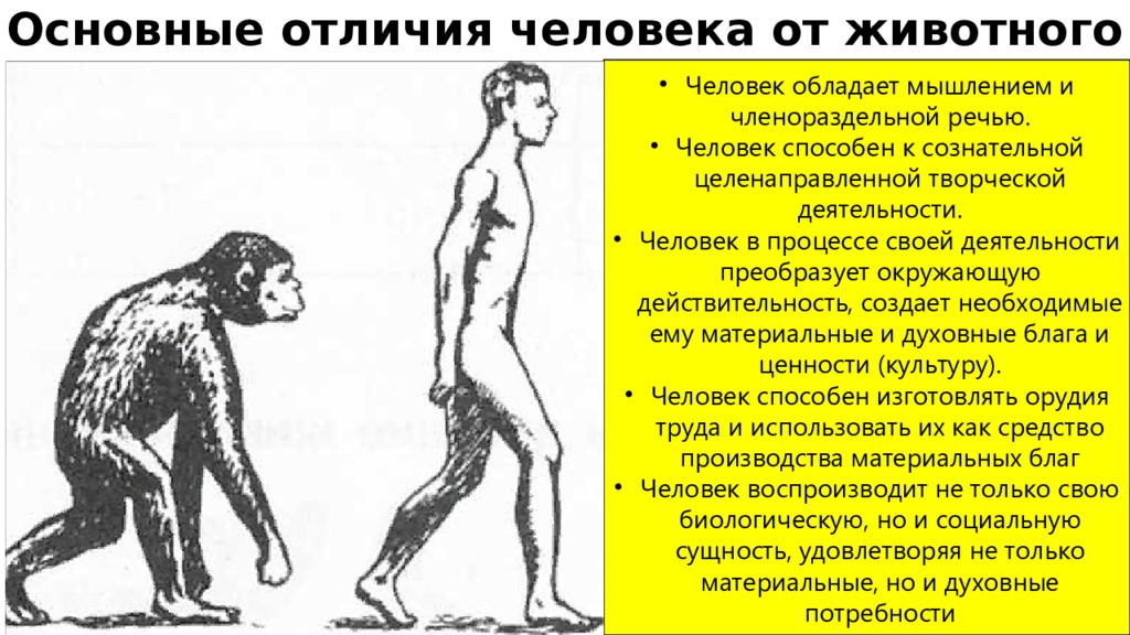 Различие между человеком и обезьяной
