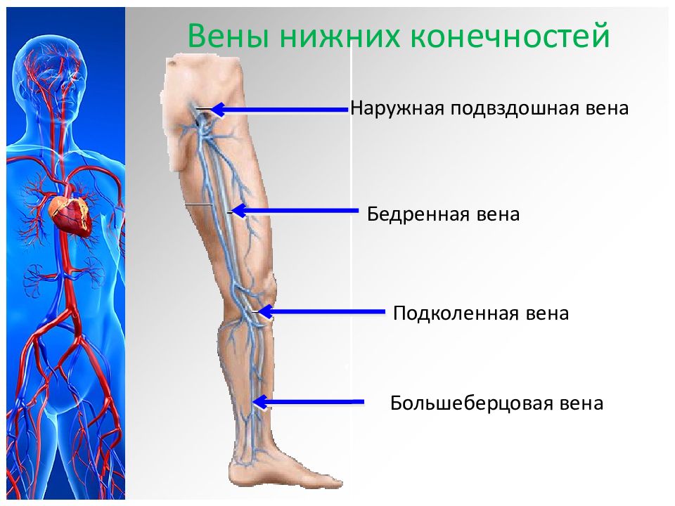 Кровеносная система человека нижних конечностей схема