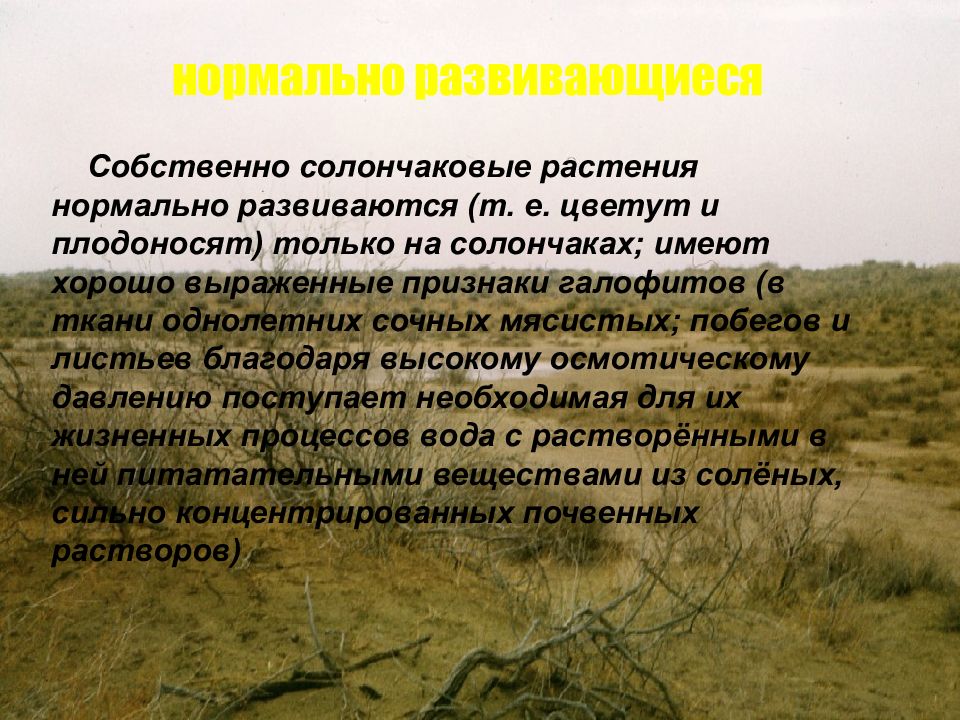 солончаки почвы. солончаки почвы. для какой природной зоны характерны солончаки. солончаковые почвы. солонцы почвы.