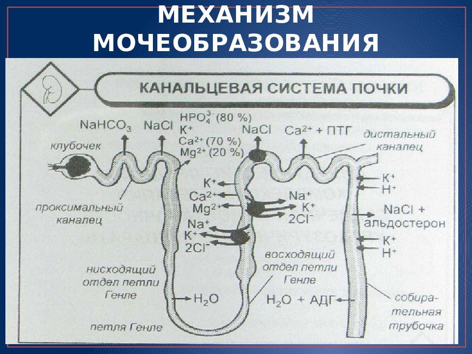 Мочегонные заставляют почки работать. Петля Генле и диуретики. Синтез альдостерона из холестерина. Синтез и секреция альдостерона. Альдостерон физиология.