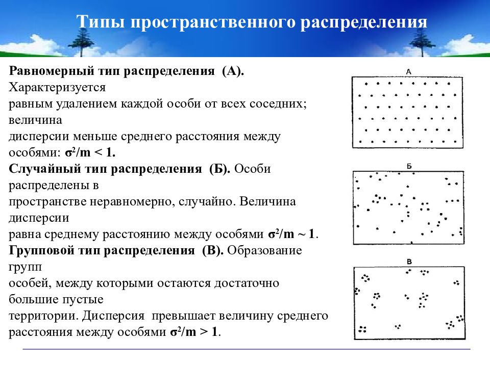 Пространство распределений. Диффузный Тип пространственного распределения. Типы пространственного распределения особей популяции. Равномерный Тип пространственного распределения. Типа пространственного распределения особей: случайное,.