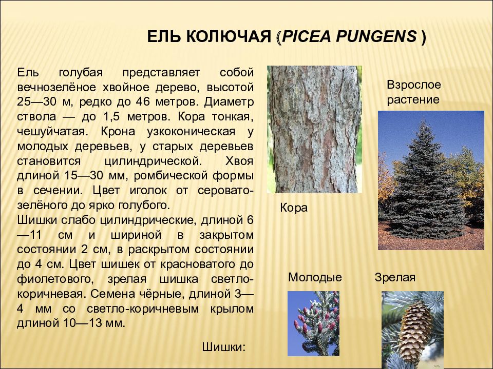 Значение дерева ели. Ель Сибирская дендрология. Ель узкоконическая. Применение ели. Характеристика голубой ели.