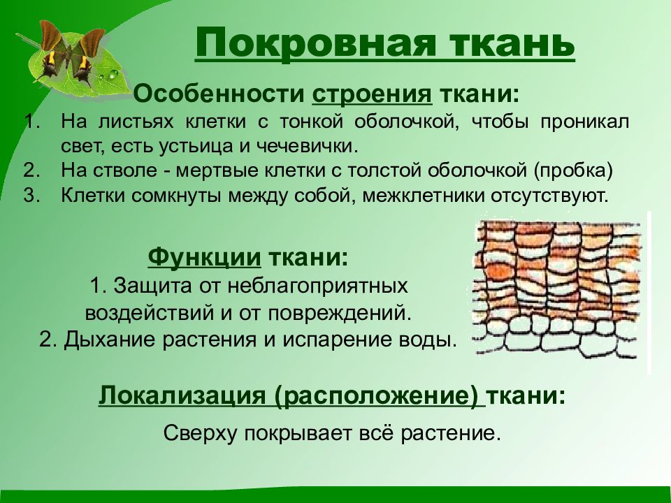 Растительные ткани презентация