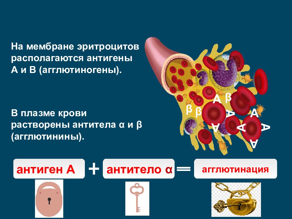 На мембране эритроцитов располагаются особые вещества. Қан құрамы презентация. Гистидин роль в организме. Гистидин препарат.