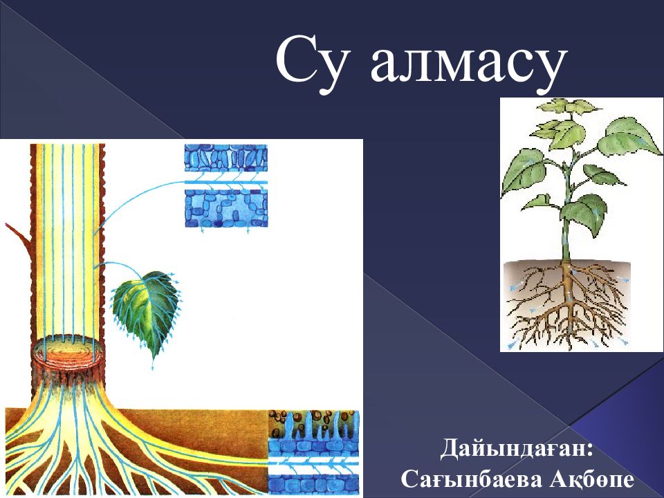 Масса алмасу процестері презентация