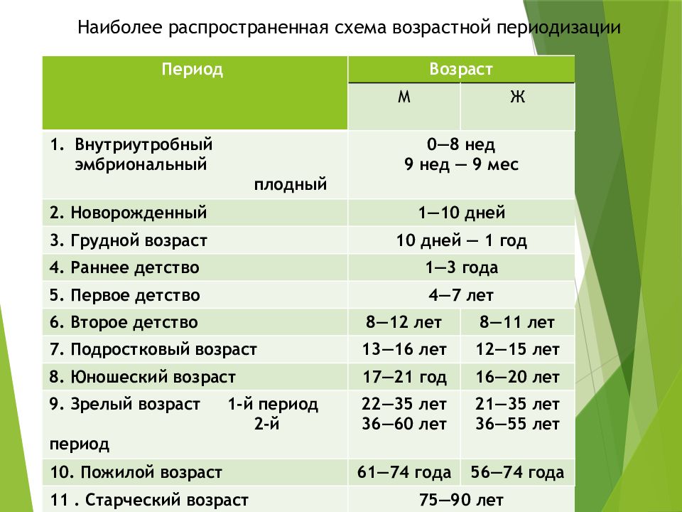 Возрастная анатомия