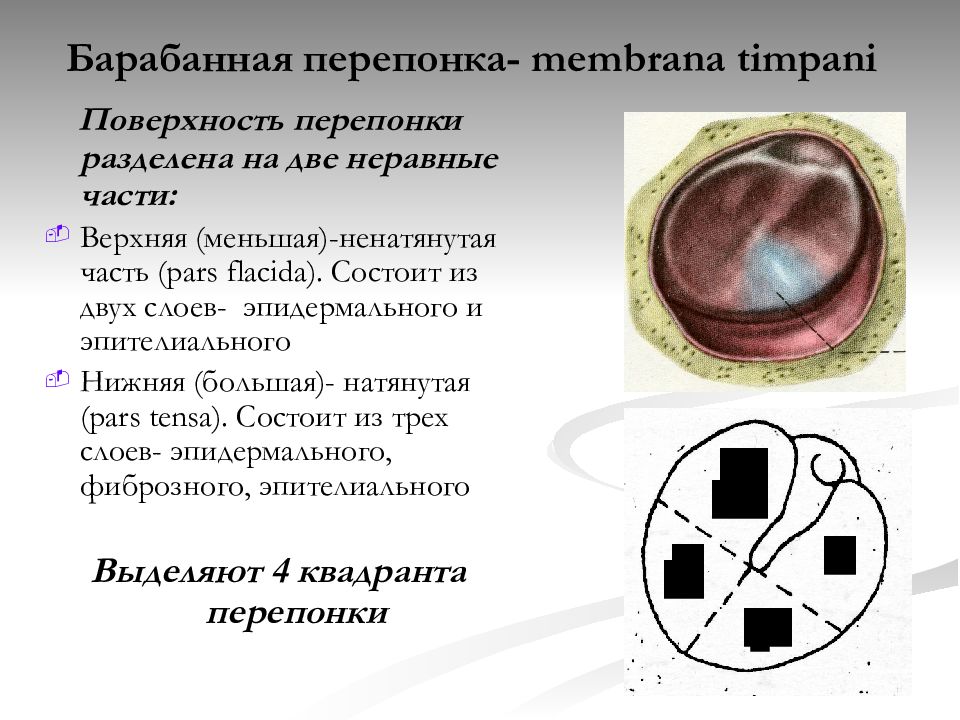 Барабанная перепонка картинки