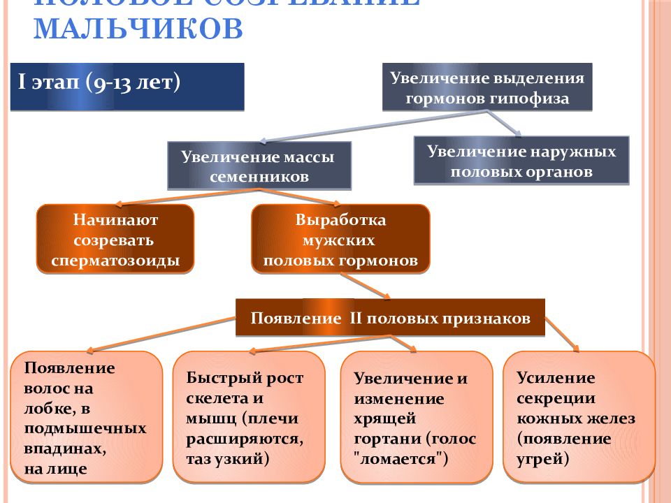 Созревание мальчиков. Половое созревание у мальчиков. Этапы созревания мальчиков. Половое созревание мальчиков презентация. Половое созревание мальчиков увеличение половых органов.