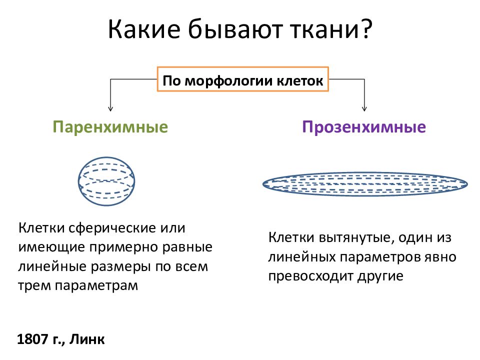 Какие клетки и пример