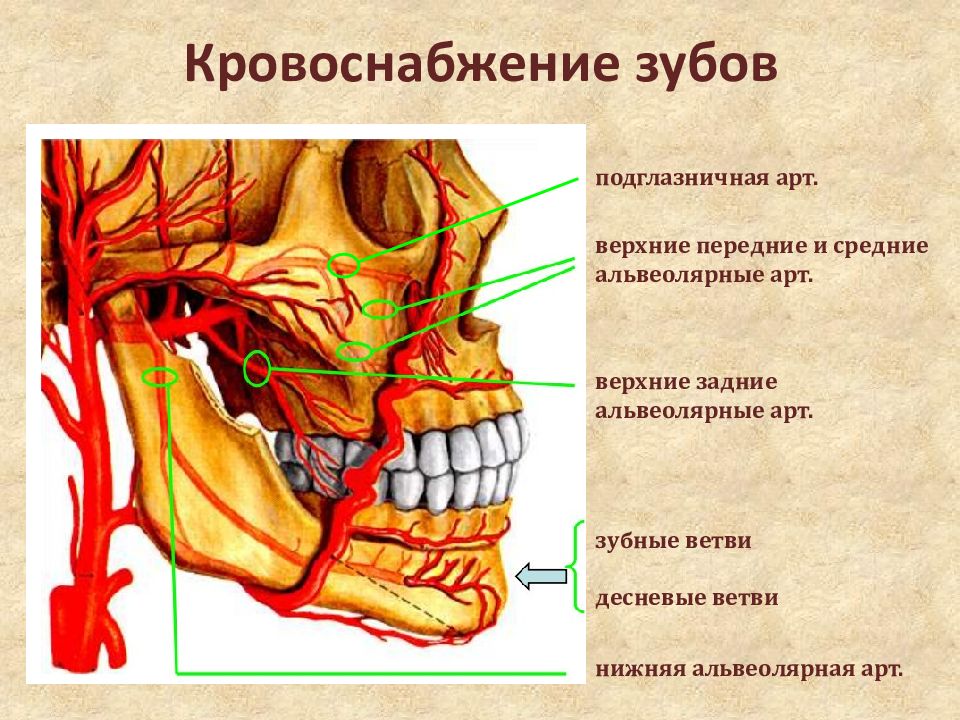 Презентация органы головы и шеи