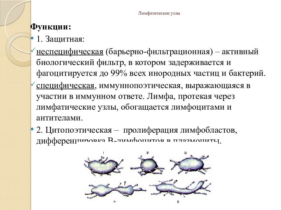 Функции лимфатических узлов. Основная функция лимфатических узлов. Лимфатический узелфукции. Барьерная функция лимфатических узлов.