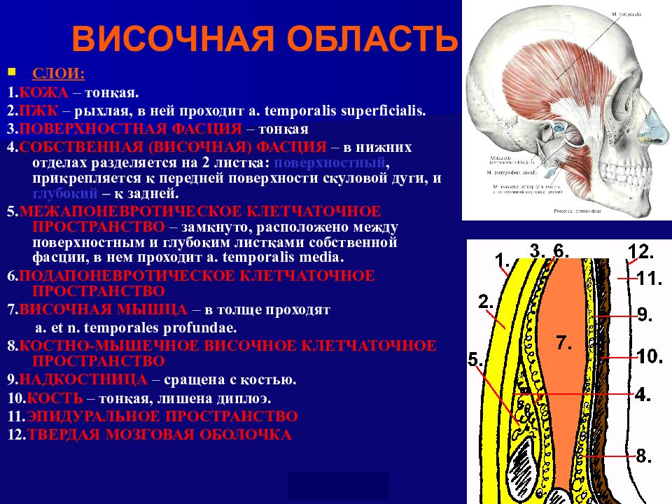 Височная область рисунок