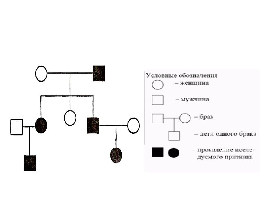 Генетическая схема наследования. Родословная схема. Изучение наследования признаков по родословной проект. ЕГЭ генетика родословная схема. Схема родословной леворукость.