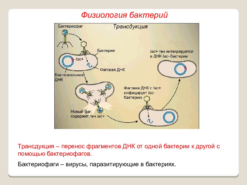 Презентация на тему физиология бактерий