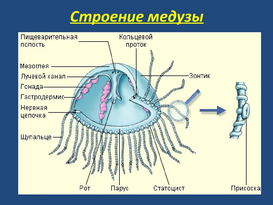 Презентация кишечнополостные егэ биология