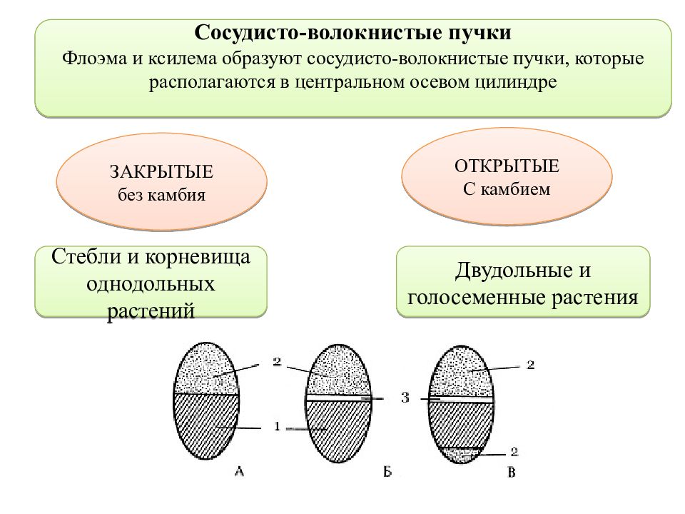 Проводящие пучки. Проводящие сосудисто-волокнистые пучки строение. Строение сосудисто волокнистого пучка. Типы сосудисто-волокнистых Пучков. Сосудисто волокнистые пучки растений строение.