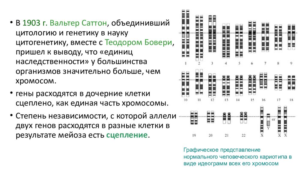 Картирование хромосом презентация 10 класс