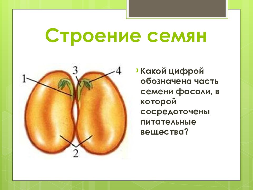 Строение семени томата рисунок с подписями