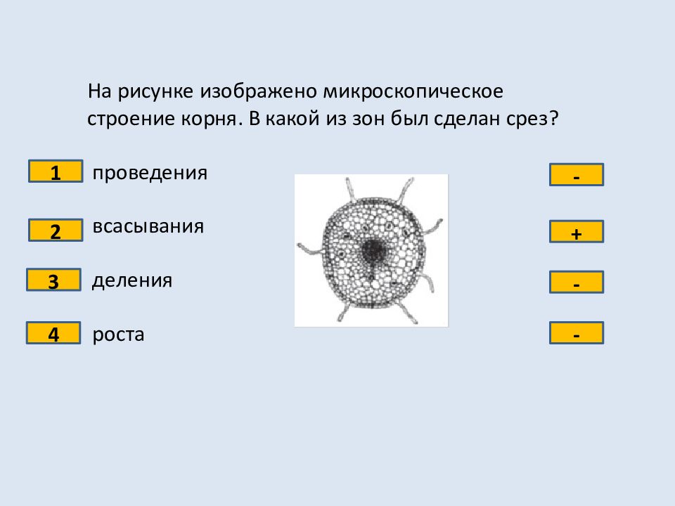 На рисунке изображено микроскопическое строение корня в какой из зон был сделан срез 1 всасывания