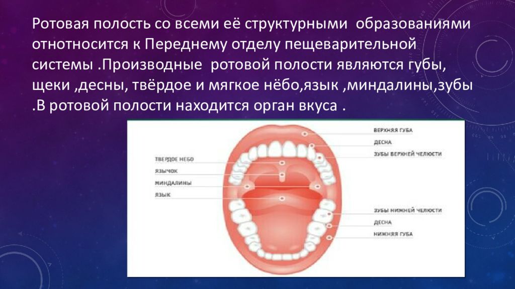 Составляющие полости рта. Образование в ротовой полости. Строение ротовой полости. Анатомические образования полости рта.