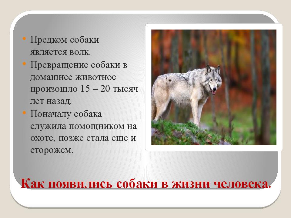 Предки собак. Как появились собаки. Превращение волка в собаку. Предком домашней собаки является. Волк предок собаки.