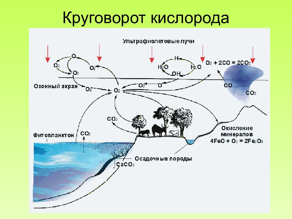 Круговорот кислорода в природе схема 11 класс