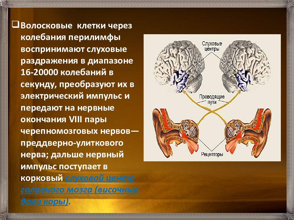 Передача слухового импульса. Что воспринимает слуховые раздражения. Слуховые и зрительные раздражители. Колебание волосковых клеток. Колебания перилимфы.