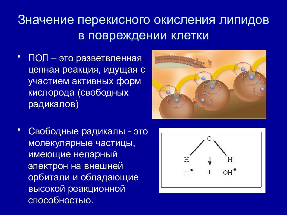 Схема участия усиленного перекисного окисления липидов в развитии патологии нейронов