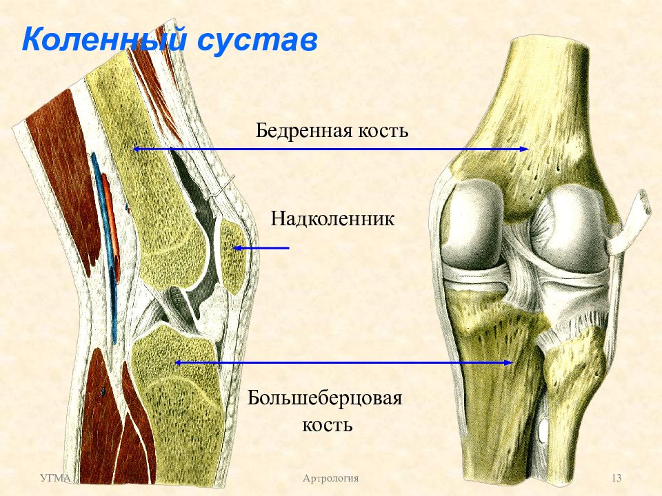 Коленная чашечка строение анатомия фото с описанием костей