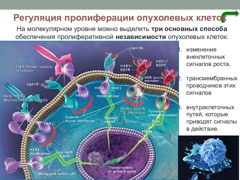 Внеклеточные организмы. Пролиферация опухолевых клеток. Онкогенез. Рецепторы клеток. Анти her2 терапия.