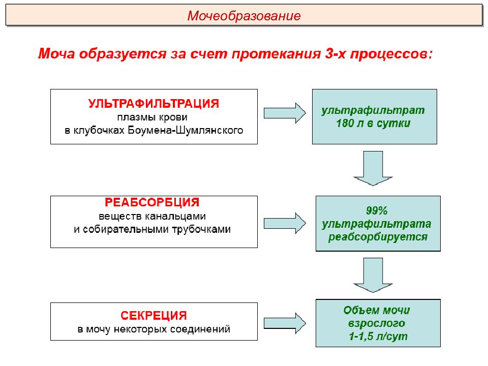 Презентация выделительная система пименов