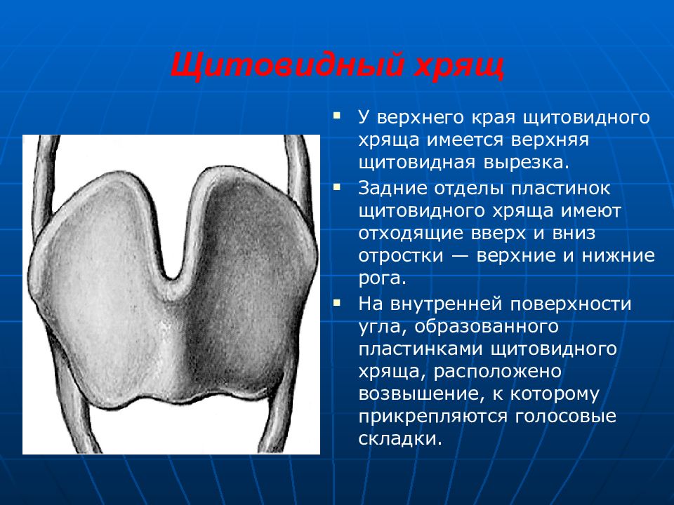 Как называется орган человека обозначенный на рисунке буквой а трахея гортань щитовидная железа язык