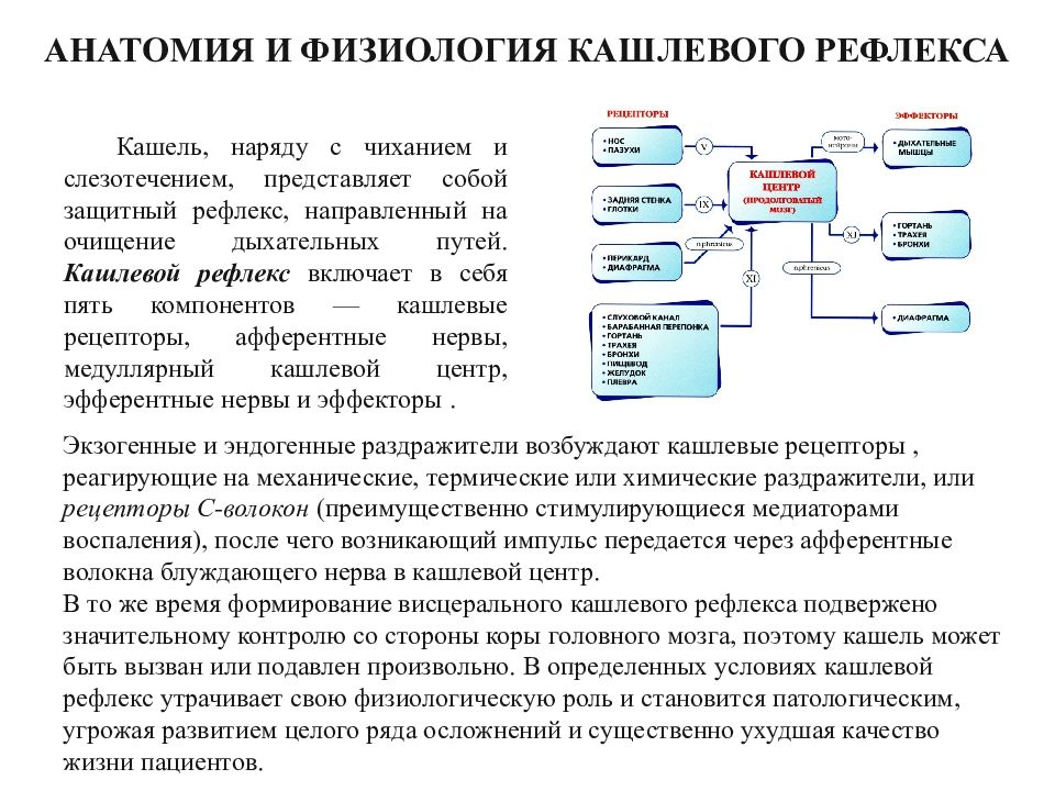 Кашлевой центр мозга